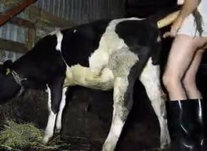 calf anal - Free Porn Man Fucking Cow | Gay Fetish XXX