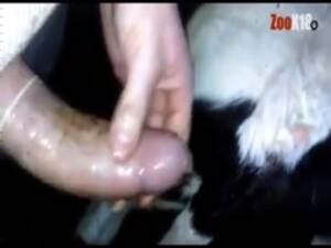 calf anal - cow / calf anal compilation part.1 - ZooSkool Videos - Bestiality sex